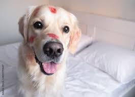 dog in red lipstick from kisses sits on