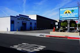 Vaccination, sterilization or castration, therapy. Hawthorne Dog And Cat Hospital Veterinarian In Lawndale Ca Us