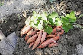 sweet potato yield how many plants