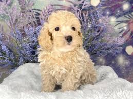 toy poodle dog male cream 3182603