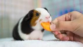 What do guinea pigs love the most?