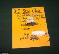 Rat Age Size Chart Mouse Rat Size Chart