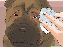 3 ways to groom a chinese shar pei