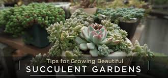 Tips On Growing Beautiful Succulent Gardens