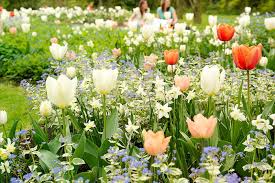 5 daffodil planting tips