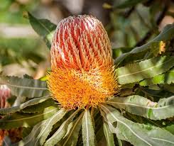 Top 5 Australian Native Plants Love