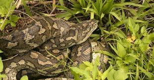 carpet python facts morelia