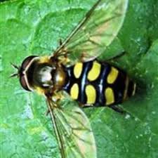 We did not find results for: Hover Flies Control Of Hover Flies In Home Gardens