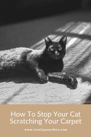 how to stop a cat scratching the carpet