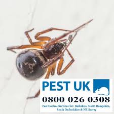 false widow spiders in berkshire and