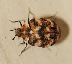 carpet beetles anthrenus picture insect