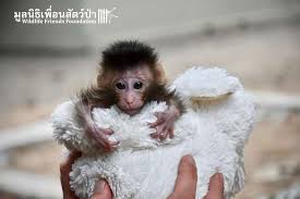baby monkey orphans are totally