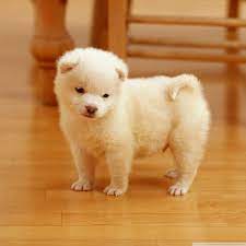 Cute Puppies Wallpapers For Mobile ...