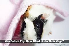 Are blankets safe for guinea pigs?