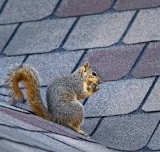 Keep Squirrels Out Of Your Chimney With