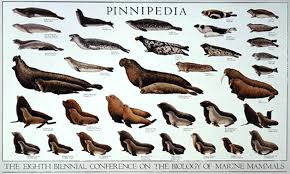Pinnipeds Animals Having Flippers For Their Feet Ancestors