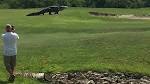 WATCH: Massive gator strolls through Palmetto golf course