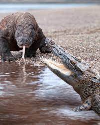 Komodo Dragon VS Crocodile | crocodile | What parts of the world are Komodo  dragons and crocodiles from? | By What If | Facebook