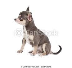 A chihuahua puppy's growth will usually begin slowing down between 12 weeks of age and six months. Chocolate And White Chihuahua Puppy 8 Weeks Old Standing In Front Of White Background Canstock