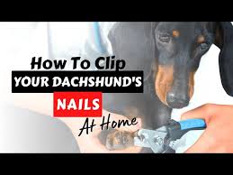 how to clip dachshund nails at home