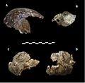 Naledi's brain was no bigger than an orange, scientists say. Homo Naledi Wikipedia