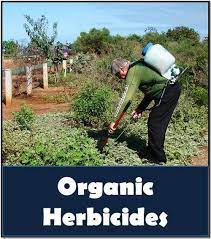 Preemergence herbicides kill weeds shortly after they germinate or emerge through the soil surface. Natural Weed Killers Do Organic Herbicides Work Garden Myths