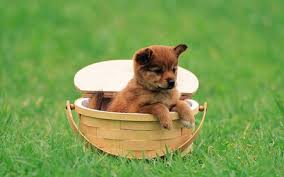 cute baby dog dogs s