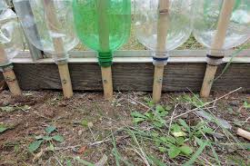 Building A Bottle Greenhouse Rhs