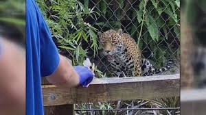 Sep 22, 2017 · jaguars are carnivores, which means they eat only meat. Jaguar At Florida Zoo Injures Man Who Climbed Barrier Taunted Animal