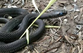 They often have very bright colors that make them attractive. Good Natured A 4 Foot Melanistic Garter Snake In Kane County Yikes Kane County Connects