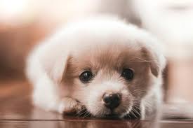 close up shot of a puppy free stock photo
