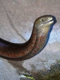 Legless lizards are one of the most bizarre reptiles out there! Zootierlistehomepage