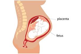 10 Important Functions Of Placenta During Pregnancy
