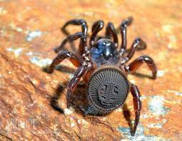 Циклокосмия (Cyclocosmia) – «паук-печать» или «паук-люк» |  Paleo-end-arthropods (Доисторическая фауна и членистоногие) | Дзен