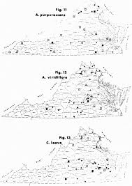 Studies in the Flora of Virginia: Asclepiadaceae
