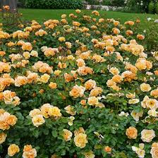 amber flower carpet rose png