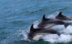 why do dolphins jump johns p