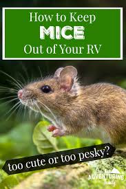 how to keep mice out of your rv our