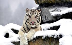 280 white tiger hd wallpapers