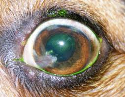 Corneal ulceration is a common presenting complaint in feline practice. Emergency Management Of Corneal Ulcers Veterinary Vision