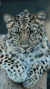 leopards great cats world park