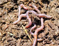 let worms till your garden beds