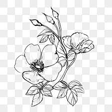 flower drawing png transpa images