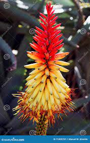 Африканский цветок алоэ (africana алоэ) Стоковое Фото - изображение  насчитывающей взорвать, сад: 71859752