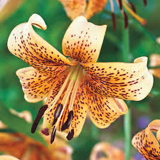 tiger es lily best asiatic lilies
