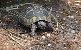 Hermanns Tortoise Care Guide Hermannihavenhome
