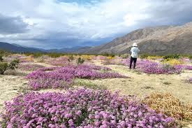 anza borrego blooms in wake of winter