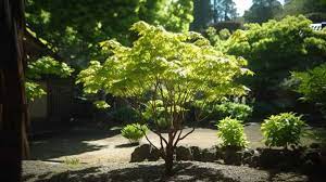 Best Trees For Small Gardens In