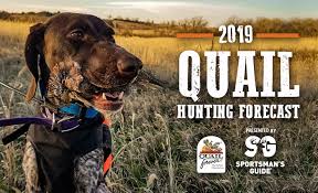Alabama Quail Hunting Forecast 2019