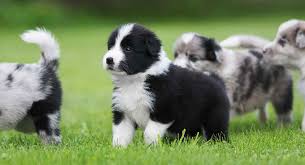 Miniature Border Collie Would This Mini Be Right For You